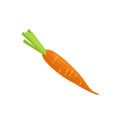 Carrots on white background. Vector illustration