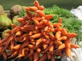Carrott .. Picture from Munnar Royalty Free Stock Photo