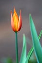 Carroty color tulip
