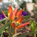 Carroty color tulips