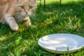 Carroty scared tabby cat jumped from bowl of milk and looking at camera. Royalty Free Stock Photo