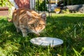 Carroty striped cat is near bowl of milk and looking at camera. Royalty Free Stock Photo