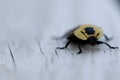 Carry On, Carrion Beetle Royalty Free Stock Photo