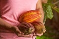 Carry group of colorful cacao pods