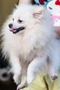 Carry white Pomeranian