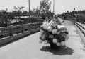 Carrying flowers by motorbike in Mekong Delta, southern Vietnam