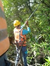 PLN officers carry out tree plundering