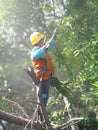 PLN officers carry out tree plundering Royalty Free Stock Photo