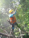 PLN officers carry out tree plundering