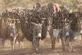 Carrying wood on donkeys, Tanzania