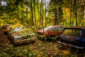 Cars and autumn colors in a junkyard.