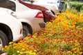 Cars On An Autumn Day In The Yard. Beautiful Flowers