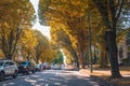 Cars driving along the autumn road. Fall scenery of long row of golden trees along an avenue in autumn foliage Vancouver Royalty Free Stock Photo