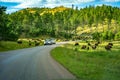 Custer State Park, South Dakota, USA - Cars driving though the herd of bisons Royalty Free Stock Photo