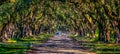 Cars on Road Through Wormsloe Royalty Free Stock Photo