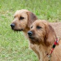 Carse Haired Styrian Hounds