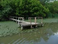 Old bridge in the swamp