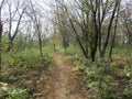 Carska bara Zrenjanin wildlife nature reserve hiking path