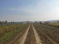 Carska bara Zrenjanin wildlife nature reserve lake with reed