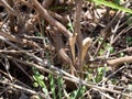 Carsten`s Girdled Lizard, Zonosaurus Karsteni, hiding in a thicket, Tsingy De Bemaraha Madagascar Royalty Free Stock Photo