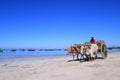 The cart with the bulls in Ngapali village, Myanmar