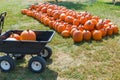 Cart with colorful pumpkins at pumpkin patch Royalty Free Stock Photo