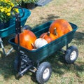 Cart with colorful pumpkins at pumpkin patch Royalty Free Stock Photo