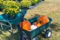 Cart with colorful pumpkins at pumpkin patch. Royalty Free Stock Photo