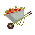 Cart of farmer with harvest products organic vegetables placed on wheelbarrow for transportation and preserving.
