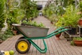 Cart with flowers for planting