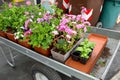 Cart full of flowers in a garden shop or Park. potted plants for planting in open ground. Royalty Free Stock Photo