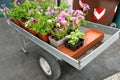 Cart full of flowers in a garden shop or Park. potted plants for planting in open ground. Royalty Free Stock Photo