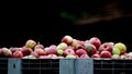 Cart full of industrial  apples after picking in orchard Royalty Free Stock Photo