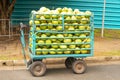 cart with green coconuts In the Ibirapuera Park in Sao Paulo, Brazil.