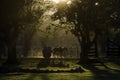 Cart and horse at sunset silhouetted among trees, cuba