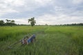 Cart and rice field Royalty Free Stock Photo