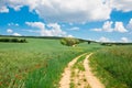 Cart road leading through colorful nature during spring