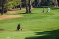 Cart to bring the golf clubs on the see golf course Royalty Free Stock Photo