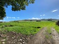 Cart track, leading through the fields, and moors near, Rylstone, Skipton, UK Royalty Free Stock Photo