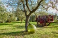 Cart under the olive tree on a farm