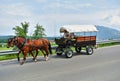 A cart on wheels with two brown horses Royalty Free Stock Photo