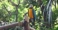 Cartagena Columbia colorful parrot bird on perch 4K