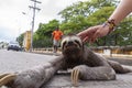 Lost sloth in Cartagena de Indias, Colombia