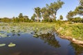 Carpet of bulbs of lotus flower on Carter Lake Iowa with shoreline trees reflections in the lake. Royalty Free Stock Photo