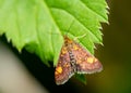 Carterocephalus palaemon butterfly on leaf Royalty Free Stock Photo