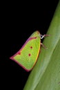 Carthaeomorpha rufipes, a planthopper from Costa Rica