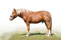 Carthorse Royalty Free Stock Photo
