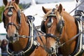 Carthorses at Herts County Show Royalty Free Stock Photo