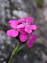 Carthusian Pink (Dianthus carthusianorum) Royalty Free Stock Photo