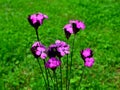 Carthusian Pink Dianthus carthusianorum on green meadow Royalty Free Stock Photo